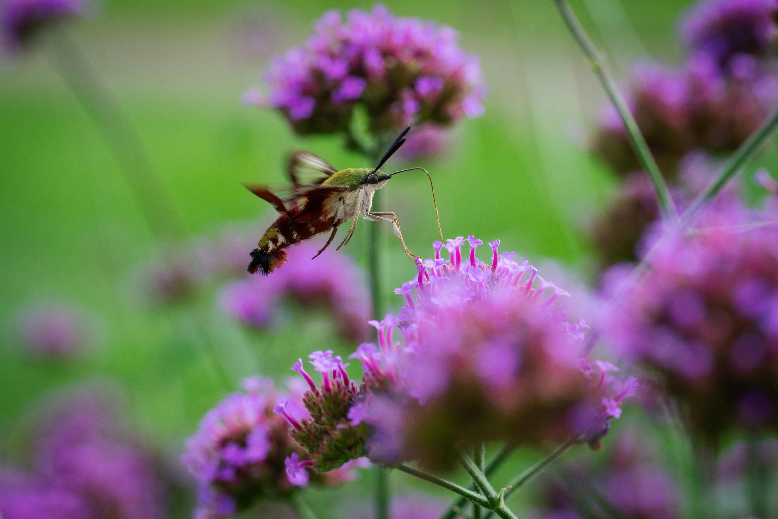 Wildlife Gardening Cover Image