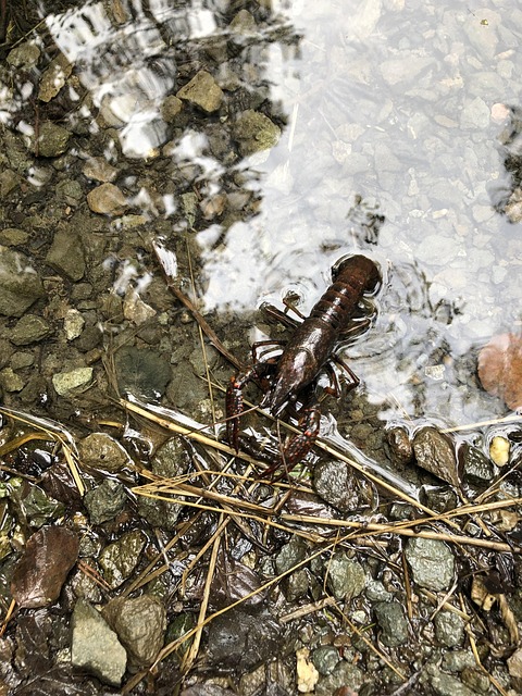 Sustainability Talk: Crayfish